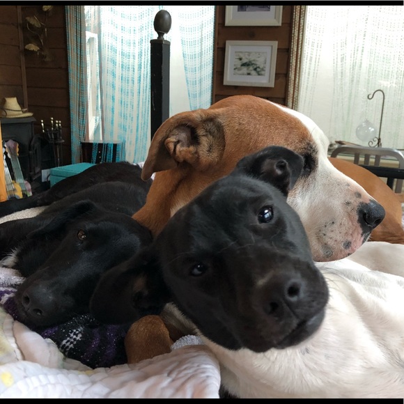 🐶💕 ᕼEᒪᑭ ᖴEEᗪ ᖇEᔕᑕᑌE ᗪOGᔕ💕🐶 - Picture 1 of 4